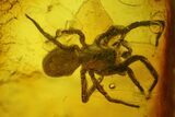 Fossil Aphid, Spider and Two Mites in Baltic Amber #200251-1